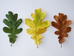 Every leaf is different